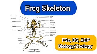 Frog skeleton |Frog skull |FSc Biology Practical|BS Zoology Practical