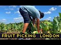 Fruit Picking London