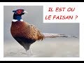 Il est ou le faisan 