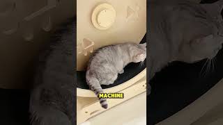 This cat has unexpectedly gained weight