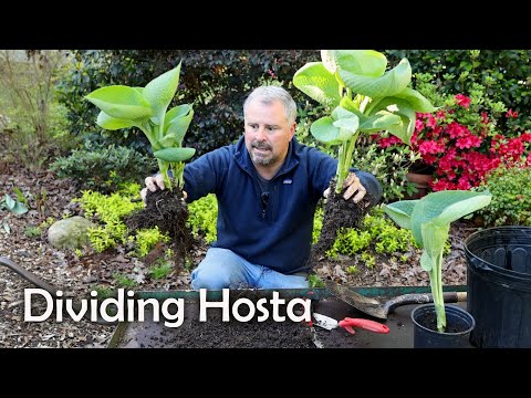 Video: Hosta Plant Division: How And When To Divide A Hosta Plant