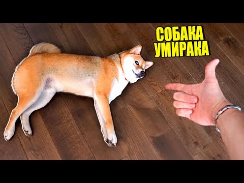 МОЯ СОБАКА ВЫУЧИЛА САМУЮ СЛОЖНУЮ КОМАНДУ!