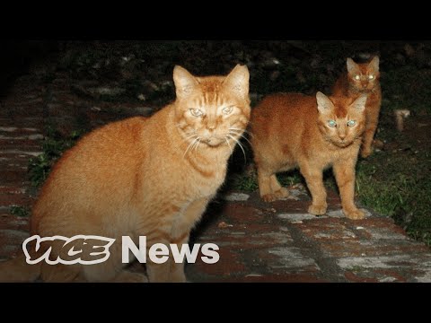Βίντεο: Feral Cat Dies Of Plague στο Νέο Μεξικό