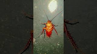 #cockroach #youtubeshorts #viralshort #funny #trendingshorts #comedyshorts #viral