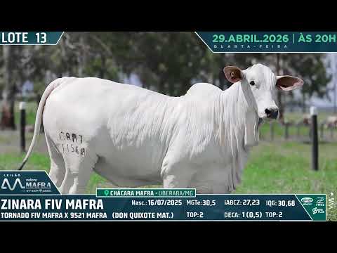 LOTE 13