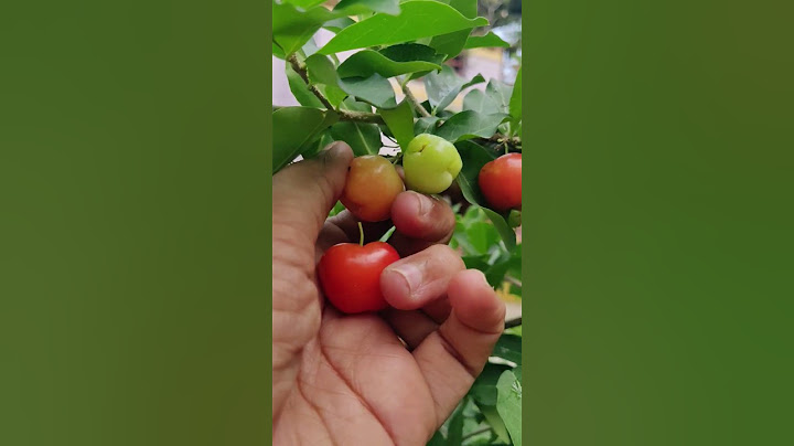 💥Fresh Fruits Harvest In My Garden | 5 வகையான பழங்கள் அறுவடை பண்ணலாம் வாங்க 😍😍 #shorts #nature