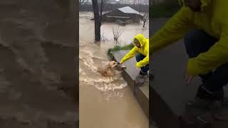 Hero Pup Saves Hedgehog from Raging Flood! #HeroDog #FloodRescue #IncredibleAnimals