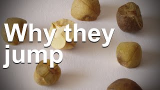 Why Do Mexican Jumping Beans Jump?