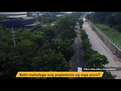 Video: Ano Ang Puno ng Toborochi - Alamin ang Tungkol sa Paglaki ng Puno ng Toborichi