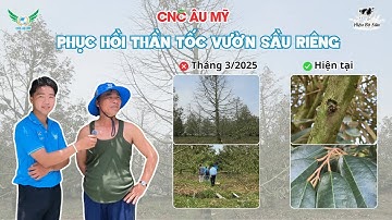 PHỤC HỒI THẦN TỐC VƯỜN SẦU RIÊNG CHÁY LÁ - SUY CÂY NẶNG