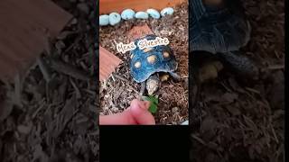 Banquete de Morrocoy Fit #mascotasgraciosas #tortoise