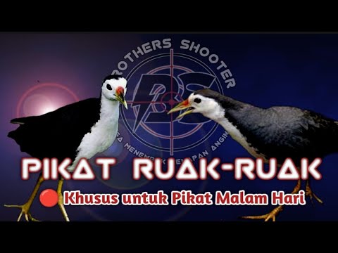 PIKAT RUAK-RUAK  🔴Khusus untuk Pikat Malam Hari