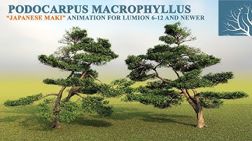 Podocarpus macrophyllus tree motion for Lumion 6-12 and newer | Lumion Easy