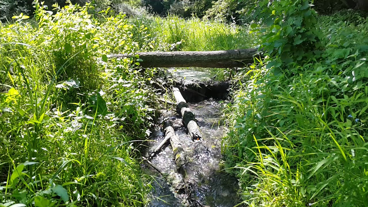 Синегнойная палочка, золотистый стафилококк, клебсиелла пневмонии ...