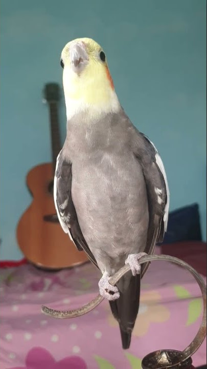 BURUNG INI SIUL LAGU INDONESIA RAYA