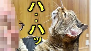 人間みたいなくしゃみをする猫【元野良猫ピースケ】