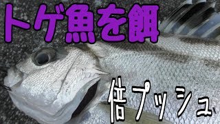 トゲ魚を泳がせ釣りで大物を狙う