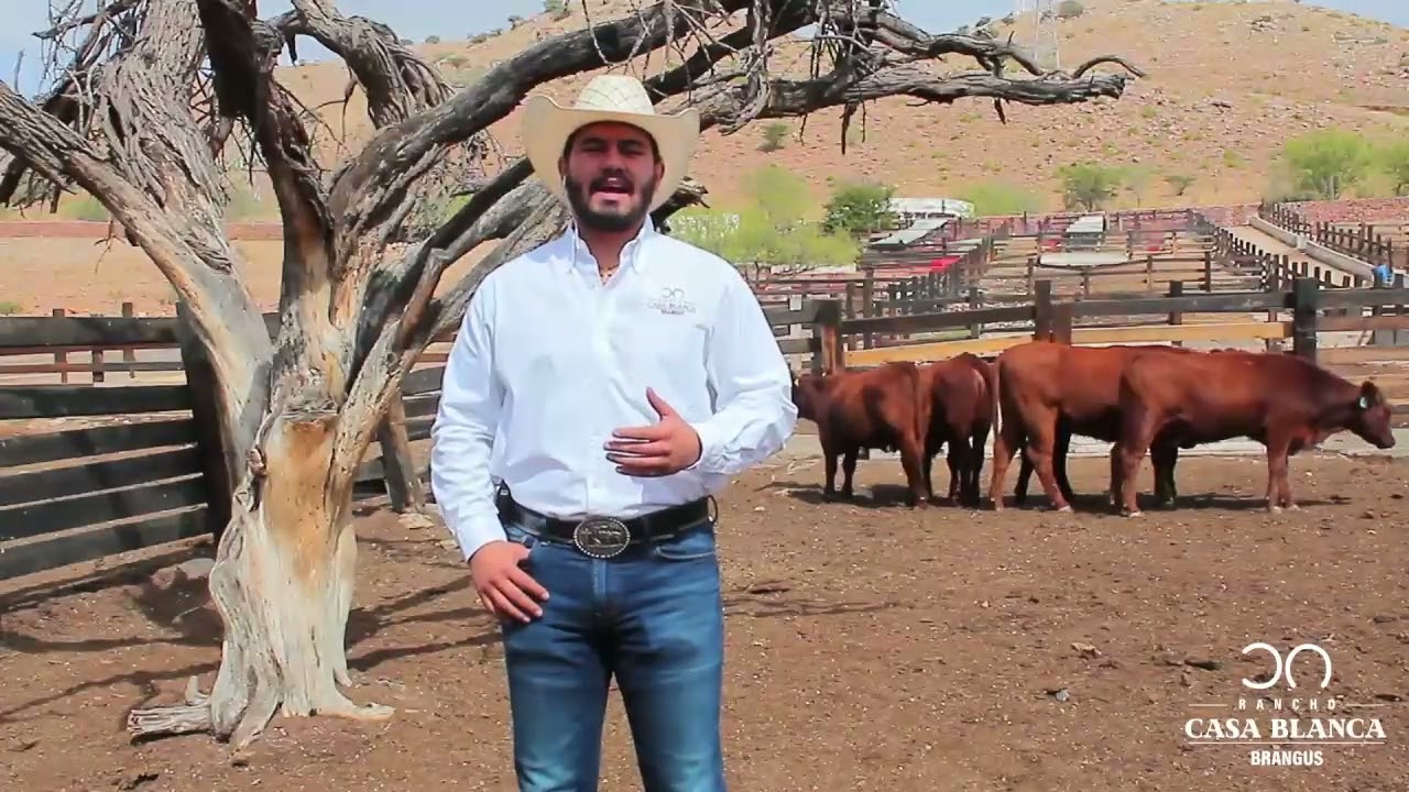 ¡CONÓCENOS! Rancho Casa Blanca Brangus YouTube