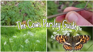 How To Forage Cows Parsley WITHOUT DYING! by Home Is Where Our Heart Is 2,369 views 3 months ago 6 minutes, 36 seconds