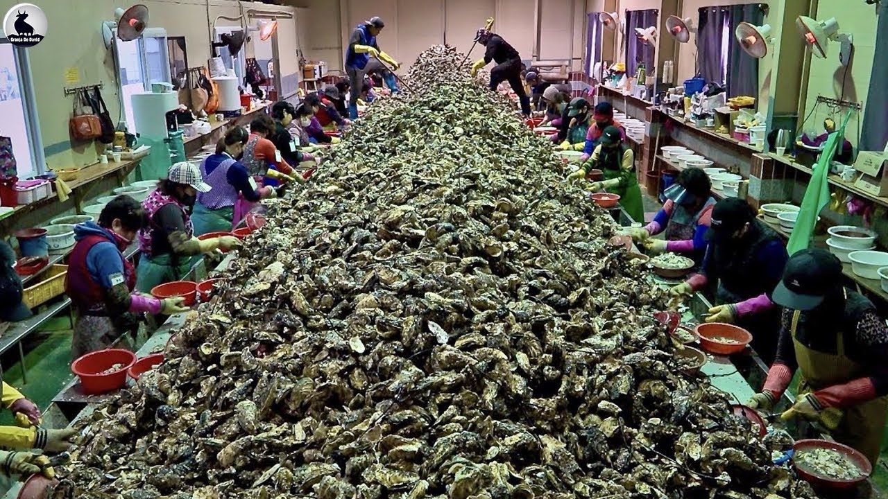 Granja de ostras - Increíble cosecha de 50 toneladas de ostras