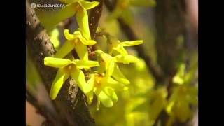 Relax mit ZUM MUTTERTAG DIE BESTEN WÜNSCHE - 02 FRÜHLINGSLIED (RELAXLOUNGE.TV) screenshot 4