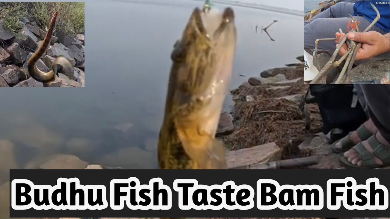 Bam fish ! Fresh water fishing ! Eel fishing ! Fishing videos Hyderabad ...