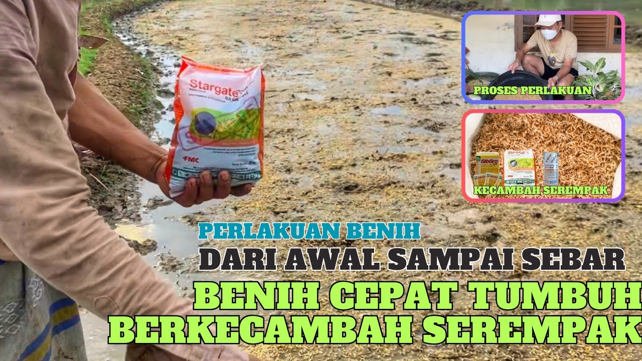 Perlakuan benih padi supaya cepat berkecambah tumbuh semua serempak, perendaman pemeraman benih padi