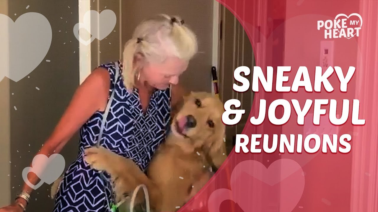 ⁣Sneaky & Joyful Reunions | Poke My Heart