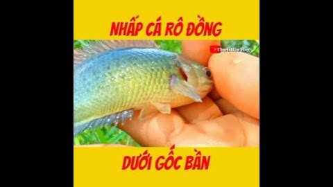 Câu Cá Rô Đồng.//#fishing .//#shorts .//#caucarodong.//@thachhauvlog83.