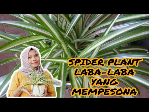 TANAMAN HIAS SPIDER PLANT - TIPS CARA MERAWAT & MEMPERBANYAK SI LABA-LABA YANG MEMPESONA