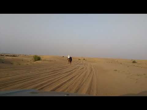 Arabian Adventures Camel vs Land Cruiser @ Dubai Desert Conservation Reserve