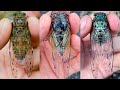 1日本気出せばセミって何種類採れるの?【セミ採集】