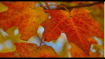 Monitor My Maple: Entering data