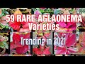 59 RARE AND EXPENSIVE AGLAONEMA VARIETIES EVERY COLLECTOR SHOULD HAVE IN 2021/ TRENDING AGLAONEMA