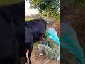 Gaon ki asli lifestyle 🌾taaza dudh 🥛😋#shorts #desi#gaon#villagelife#cow#reels#trending