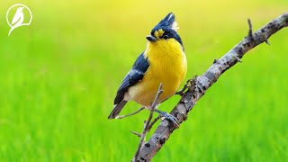 Beautiful Bird Songs  Lively Bird Sounds, Awakening All Senses, Arousing Creativity