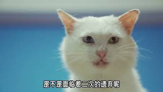 流浪猫背后默默付出的姐姐发声：请给她一个最好的家！ #流浪猫