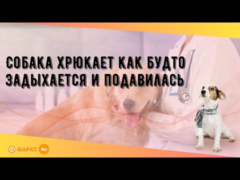 Собака хрюкает как будто задыхается и подавилась