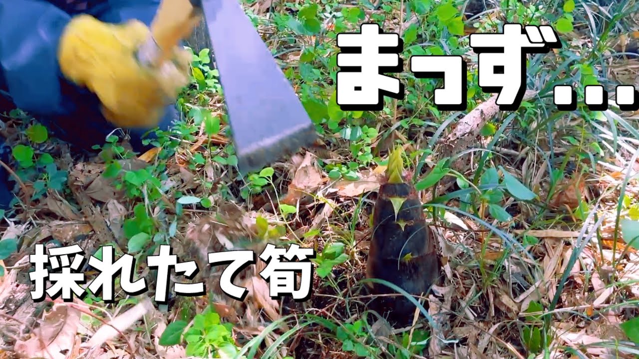 【筍の食べ方急募】庭で採った筍そのまま焼いて食べたら…