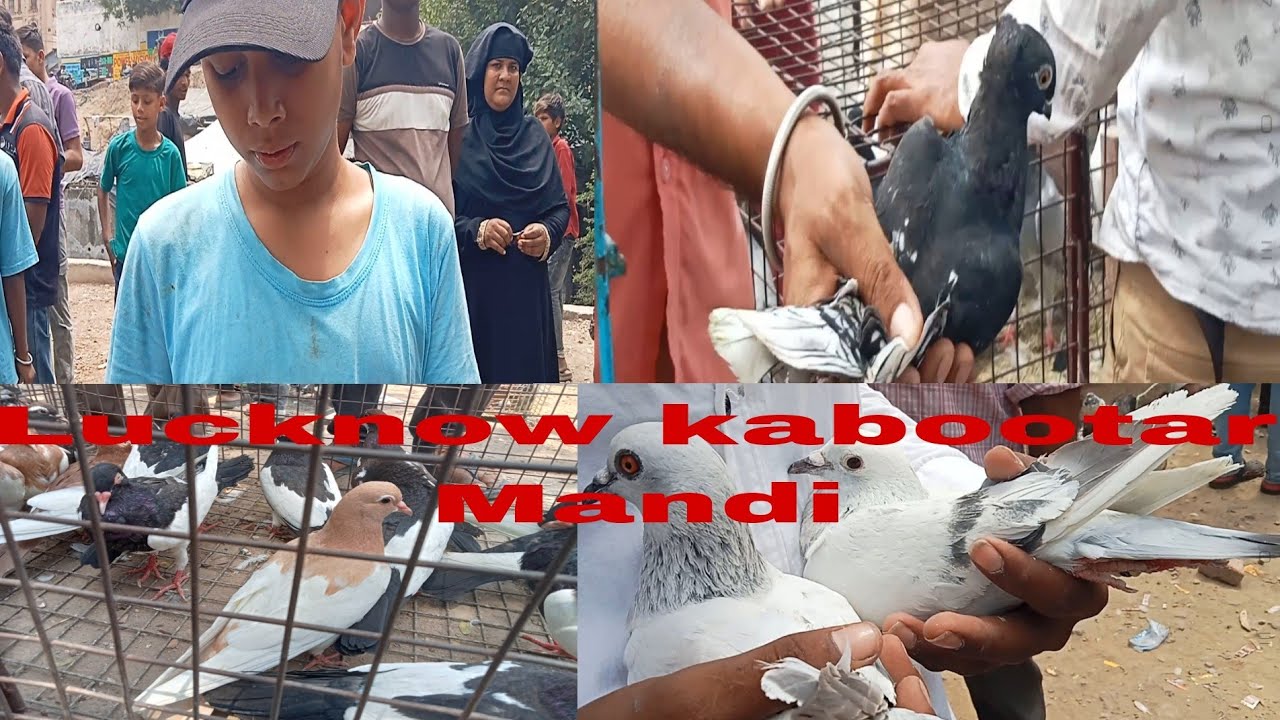 Lucknow kabootar Bazaar new video 08/06/2025 Lucknow gola kabutar saste aur ache kabutar Mandi mai