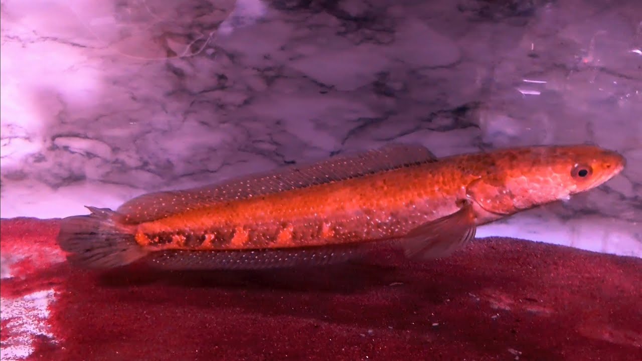 チャンナ・アウロフラメア　Rくん　エサやり　part359