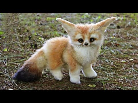 11 Bébés Animaux Les Plus Mignons