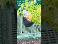 Gardening #shortvideo #youtube