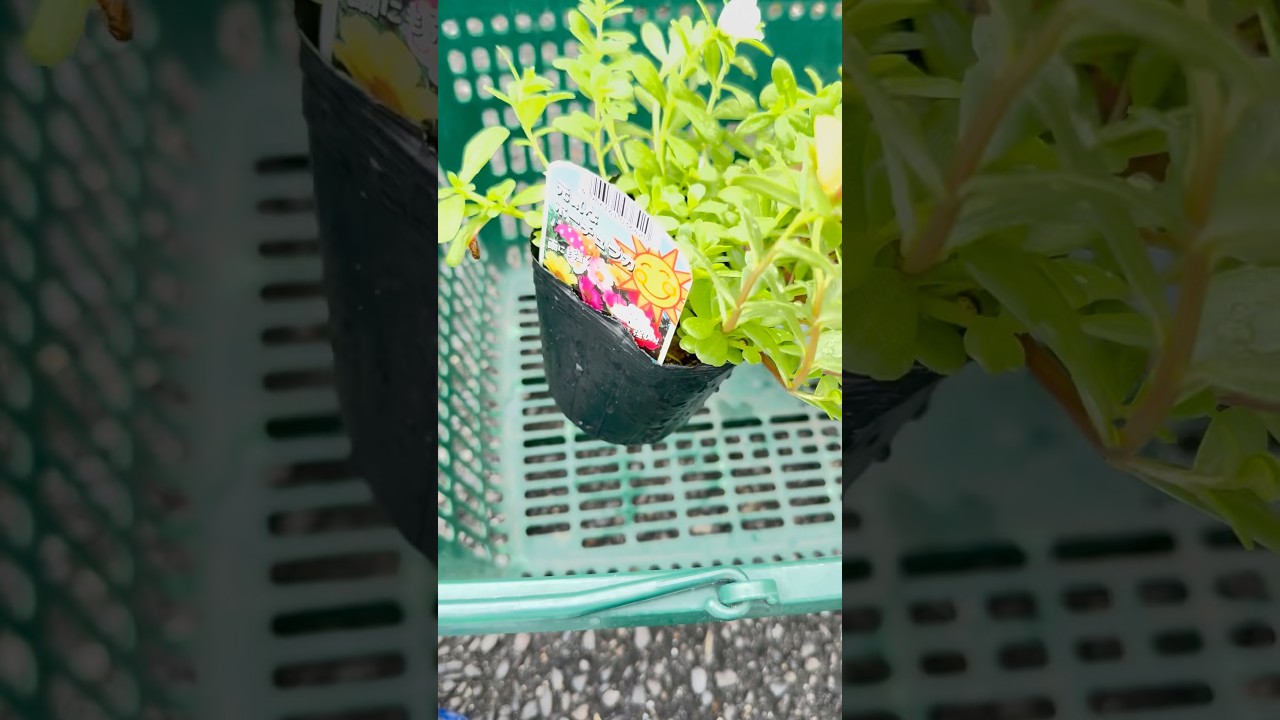 Gardening #shortvideo #youtube