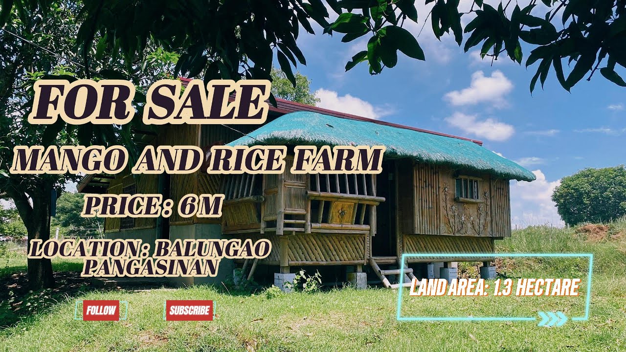 (V450) 1.3 HECTARE RESIDENTIAL MANGO AND RICE FARM, ALONG CEMENTED ROAD, WITH MOUNTAIN VIEW