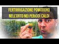 Concimare il Pomodoro nell' Orto Fertirrigazione nei periodi CALDI
