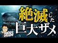 メガロドンの真実!実際の大きさは?なぜ絶滅したのか?今も生きているのか?巨大ザメ】【古代ザメ】【古代生物】