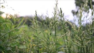 (background video) angin sepoi sepoi