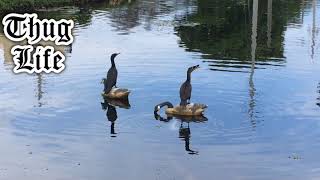 Double-crested Cormorant Thug Life