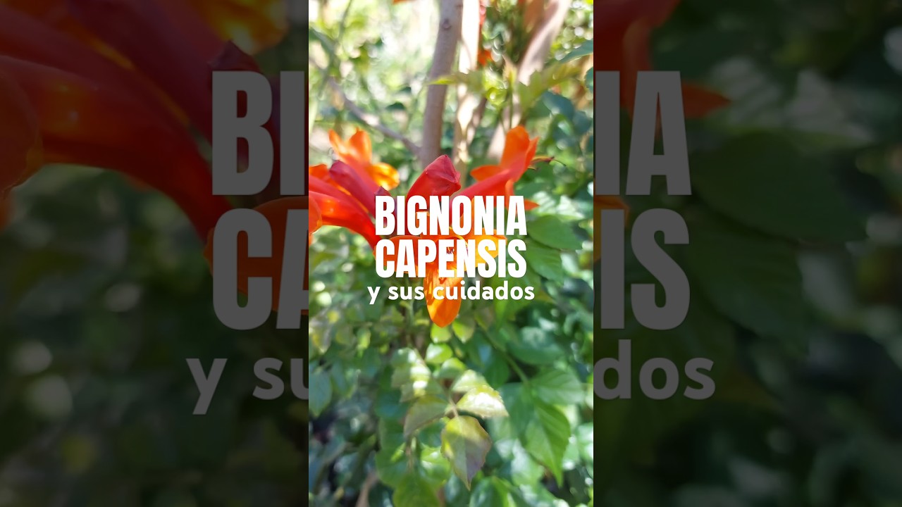 CÓMO CUIDAR TU BIGNONIA CAPENSIS (tecomaria capensis) 